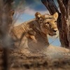 Lev pustinny - Panthera leo - Lion o5452
